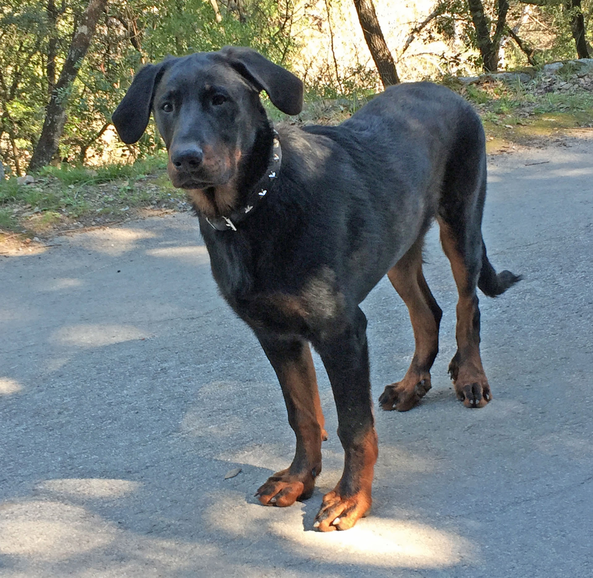  domainedelalicorne.fr photo chien beauceron photo chiot beauceron Elevage de beauceron chiot beauceron pure race élevage du clos de la licorne elevage des gardiens de la licorne elevage beauceron noir et feu authentique gros gabarits élevage de Beauceron familial sérieux et qualité domainedelalicorne.fr suivi des chiots conseil d’éducation chiot propre bas rouge santé caractère spécialiste du beauceron noir et feu ou arlequin chien rustique berger de France  nos chiots sont élevés avec amour et attention notre passion au service de la qualité Beauceron de qualité et sportif domaine de la licorne 04380 BARRAS élevage en liberté éleveur berger de beauce élevage de beauceron de travail 06 11 20 51 93 site domainedelalicorne.fr mail domainedelalicorne@gmail.com